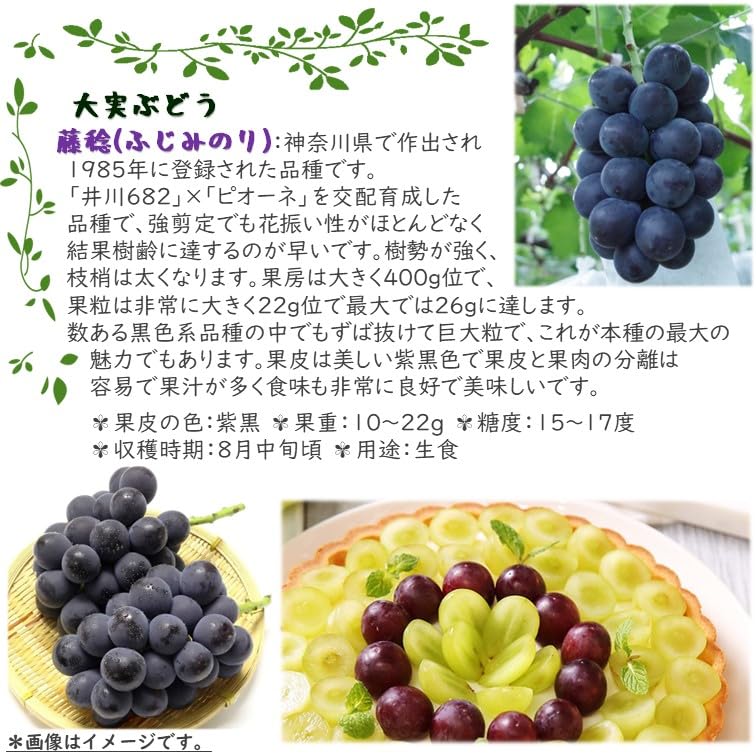 Amazon.co.jp: ぶどう苗木【藤稔(ふじみのり)苗木 5号(15cmポット Amazon.co.jp: ぶどう苗木【藤稔(ふじみのり)苗木 5号(15cmポット